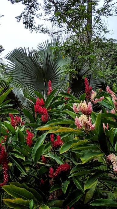 Jungle Beach 2 Bedroom Cottage Bocas del Toro Buitenkant foto